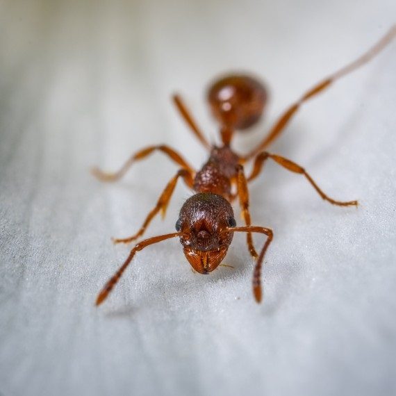Field Ants, Pest Control in Streatham Hill, SW2. Call Now! 020 8166 9746