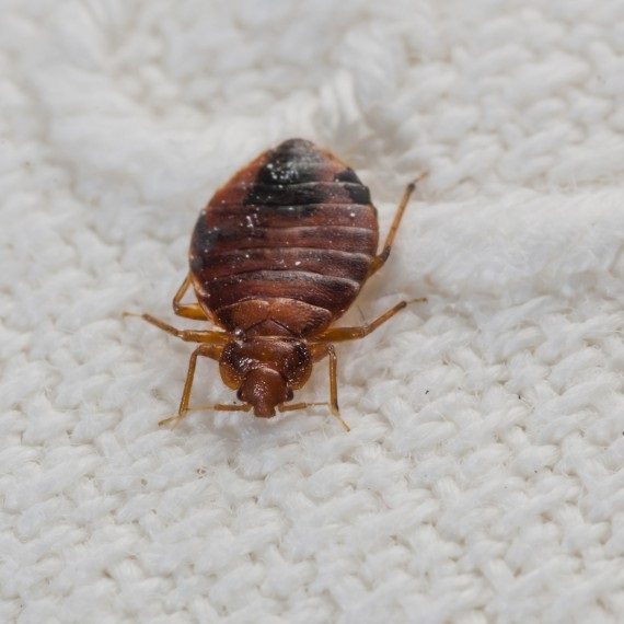 Bed Bugs, Pest Control in Streatham Hill, SW2. Call Now! 020 8166 9746