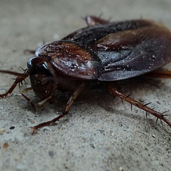 Cockroaches, Pest Control in Streatham Hill, SW2. Call Now! 020 8166 9746