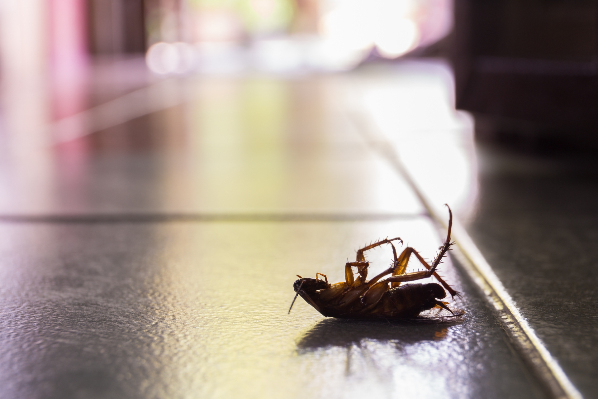 Cockroach Control, Pest Control in Streatham Hill, SW2. Call Now 020 8166 9746