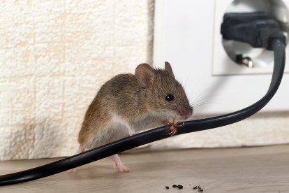 Pest Control in Streatham Hill, SW2. Call Now! 020 8166 9746