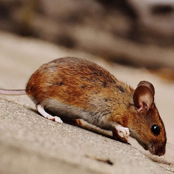 Mice, Pest Control in Streatham Hill, SW2. Call Now! 020 8166 9746