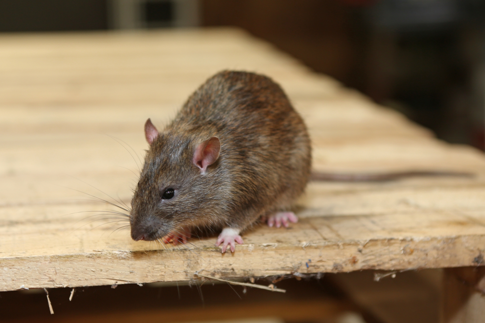 Rat Infestation, Pest Control in Streatham Hill, SW2. Call Now 020 8166 9746