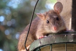 Rat extermination, Pest Control in Streatham Hill, SW2. Call Now 020 8166 9746