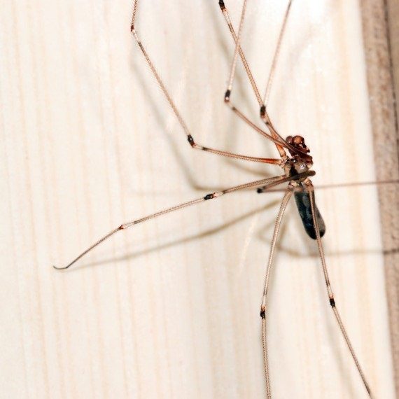 Spiders, Pest Control in Streatham Hill, SW2. Call Now! 020 8166 9746