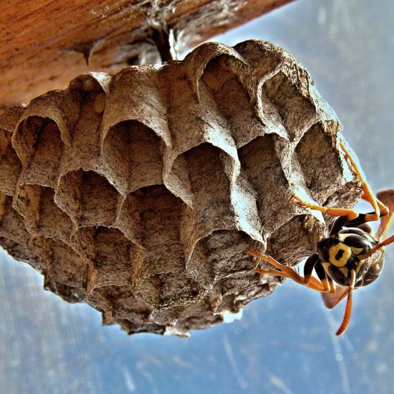 Wasps Nest, Pest Control in Streatham Hill, SW2. Call Now! 020 8166 9746