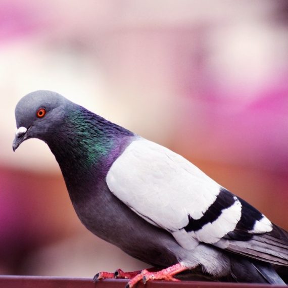 Birds, Pest Control in Streatham Hill, SW2. Call Now! 020 8166 9746