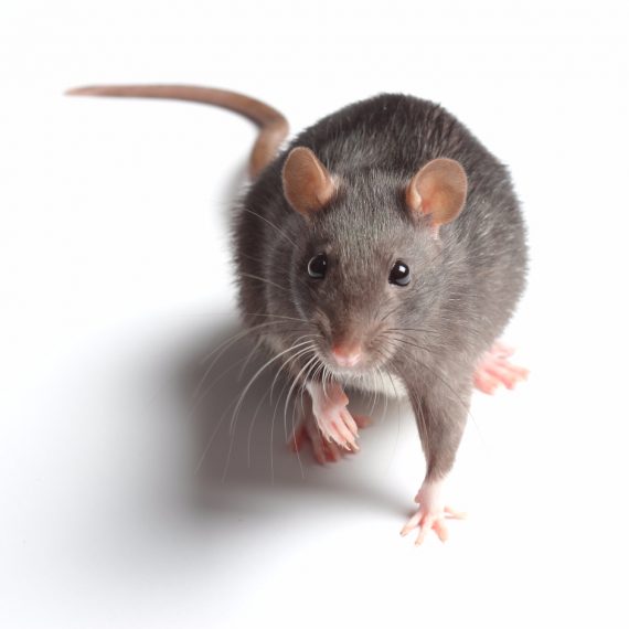 Rats, Pest Control in Streatham Hill, SW2. Call Now! 020 8166 9746