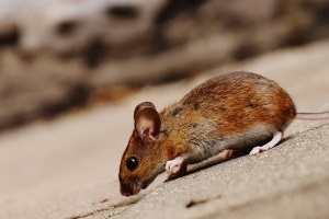 Mice Exterminator, Pest Control in Streatham Hill, SW2. Call Now 020 8166 9746