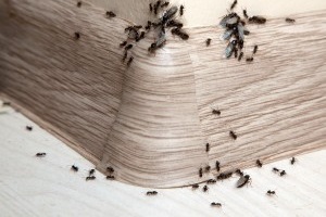 Ant Control, Pest Control in Streatham Hill, SW2. Call Now 020 8166 9746