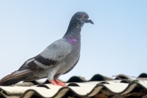 Pigeon Pest, Pest Control in Streatham Hill, SW2. Call Now 020 8166 9746