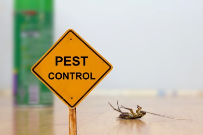 Pest Contol in Streatham Hill, SW2. Call Now 020 8166 9746